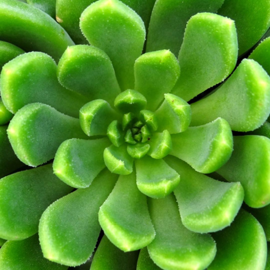 Echeveria Emerald Ripple 66mm