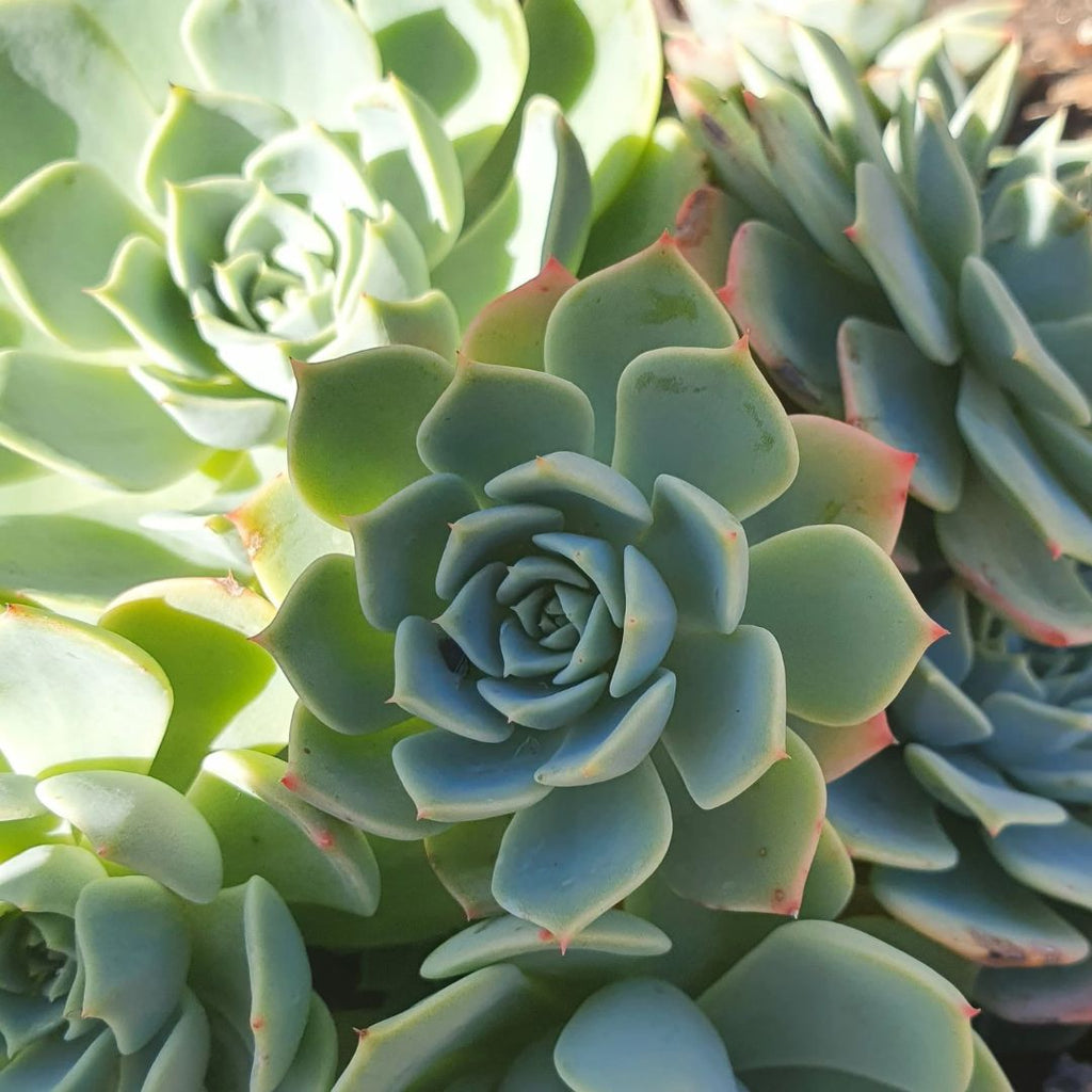 Echeveria Secunda Pixie 66mm