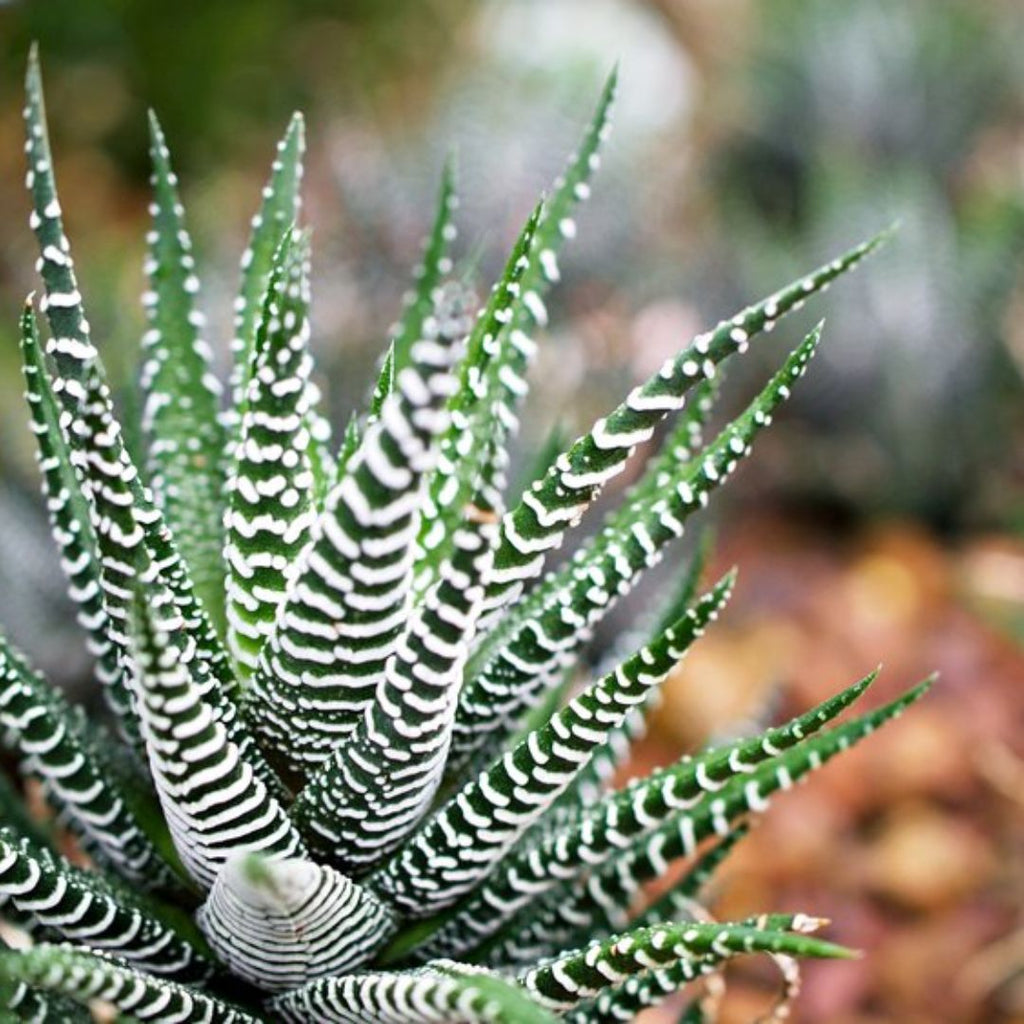 Haworthia  Attenuata 66mm