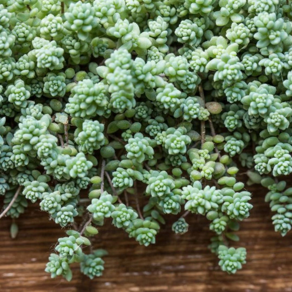 Sedum Brevifolia 85mm