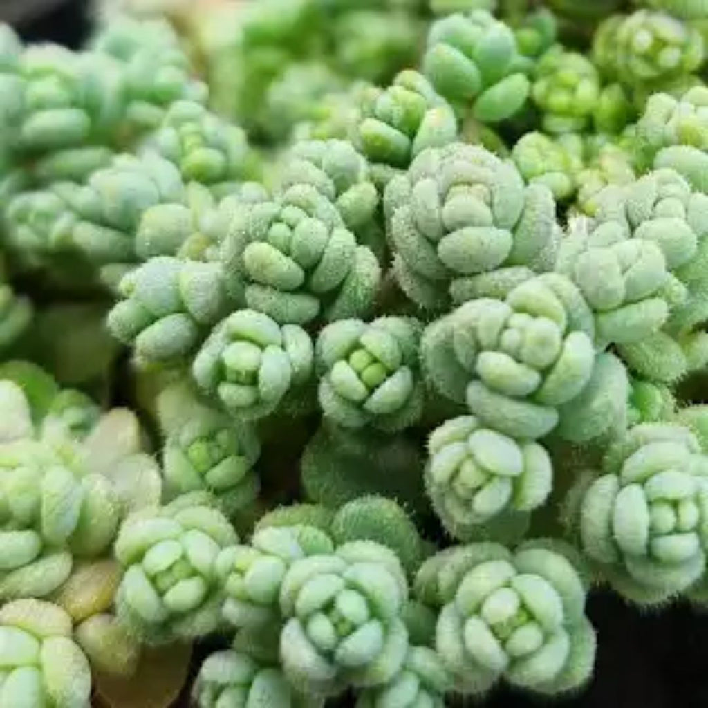 Sedum Dasyphyllum 85mm