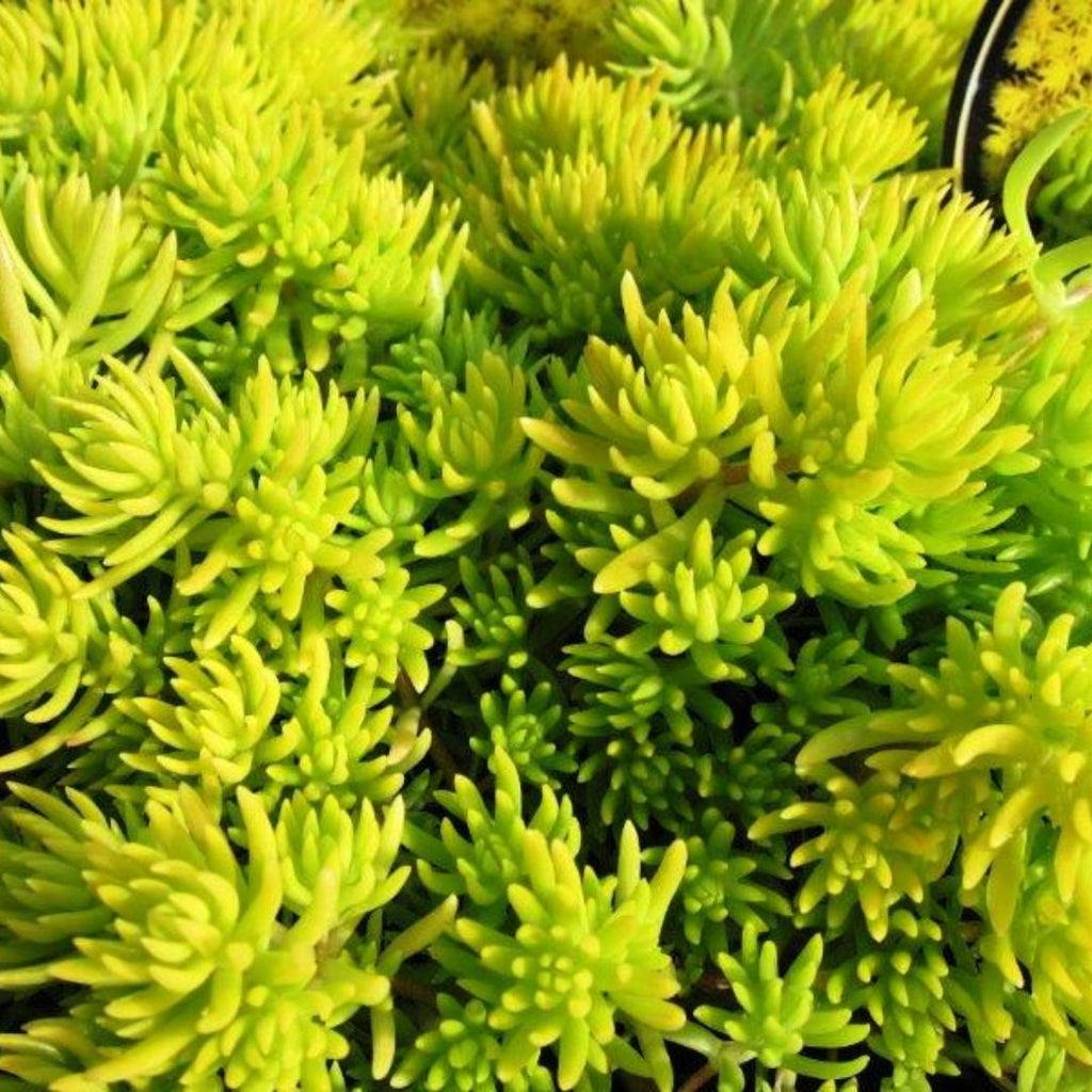 Sedum Gold Mound 85mm