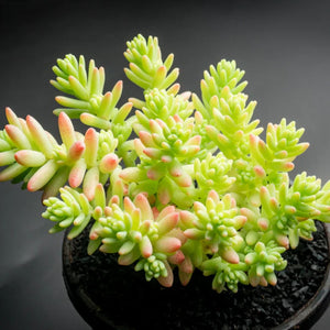 Sedum Potosinum 85mm