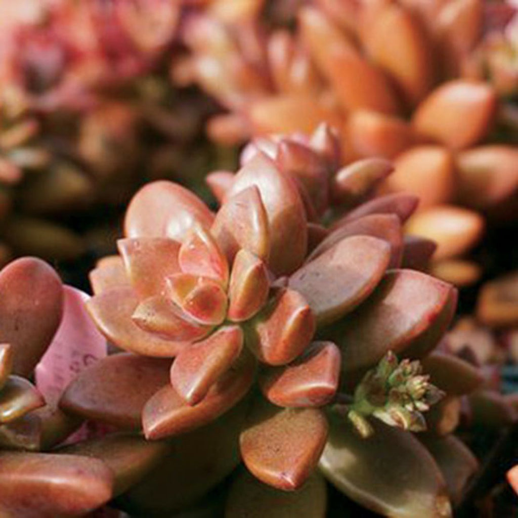 Graptosedum Vera Higgins 105mm