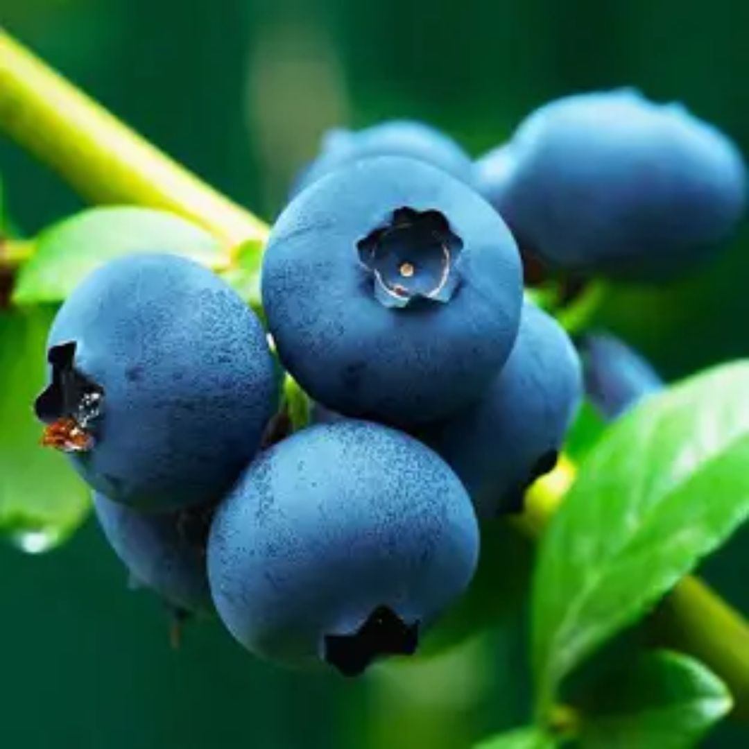 Blueberry 200mm