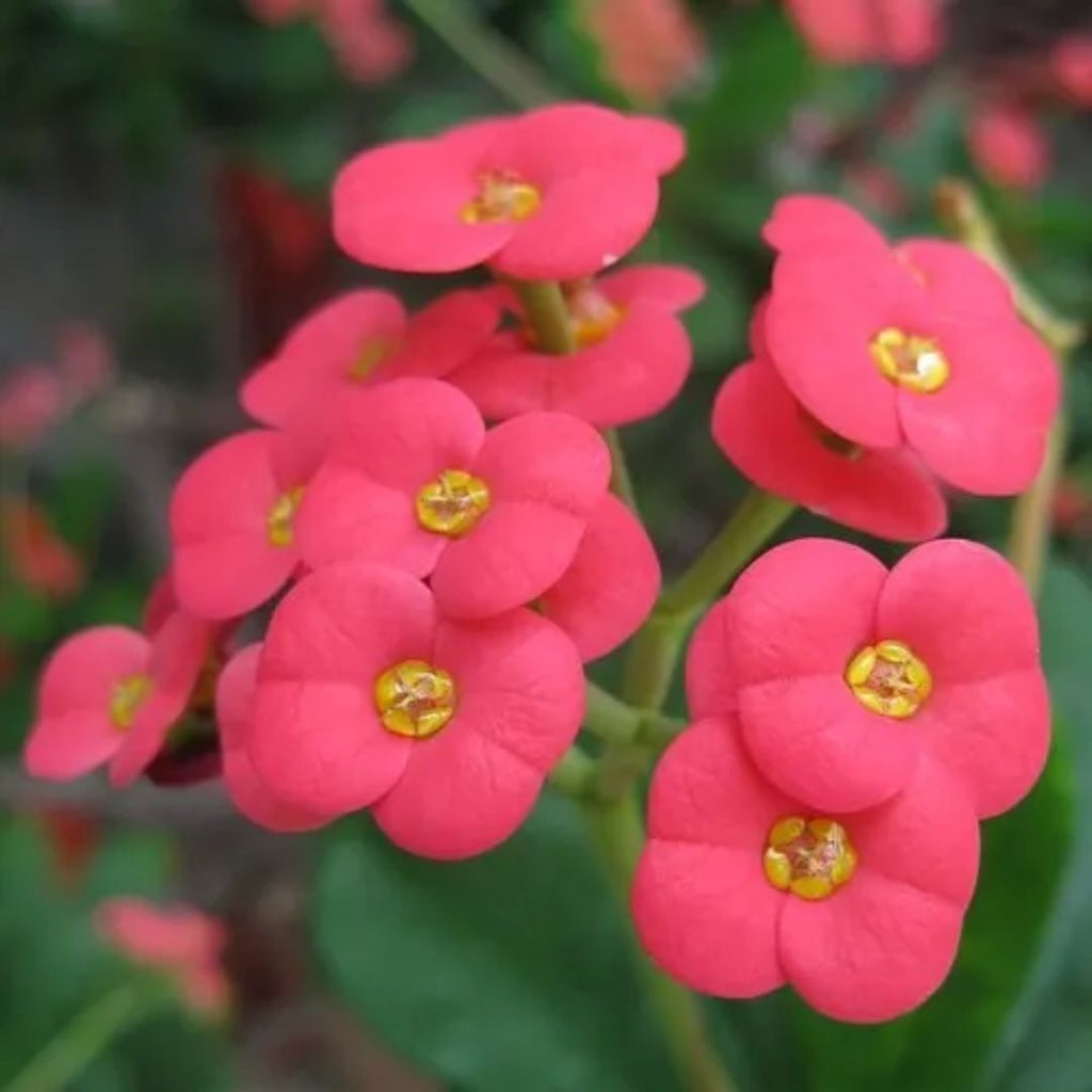 Euphorbia Milli 175mm