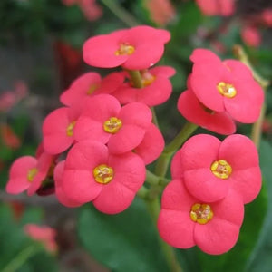 Euphorbia Milli 175mm