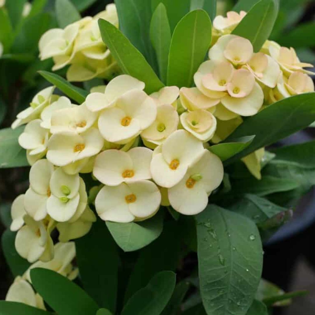 Euphorbia Milli 175mm