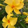 Dipladenia Sun Parasol Gold 140mm