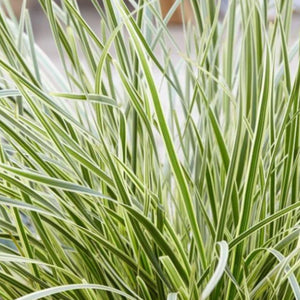 Lomandra White Sands 140mm