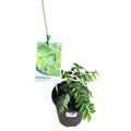 Murraya Koenigii Curry Leaf 140mm
