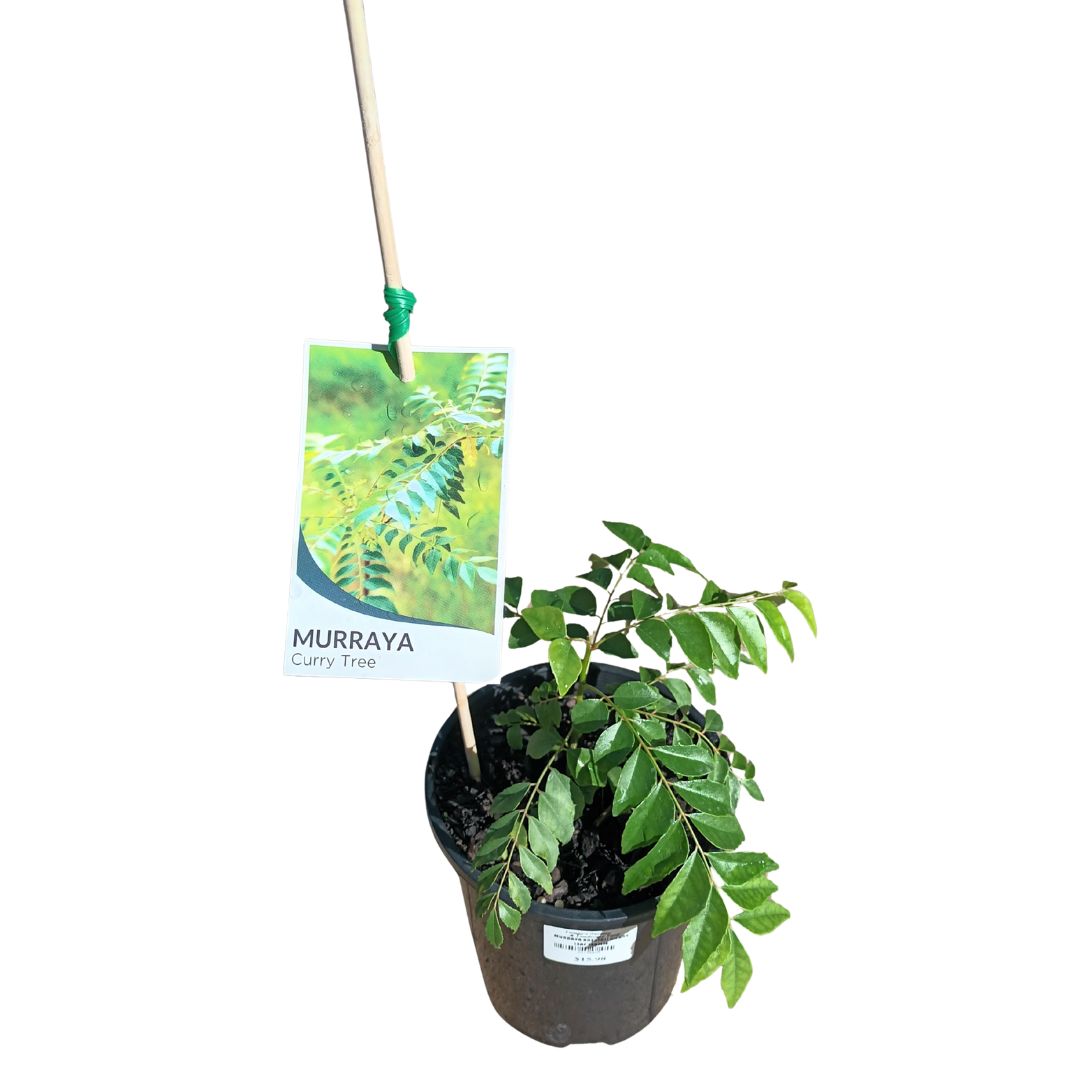 Murraya Koenigii Curry Leaf 140mm