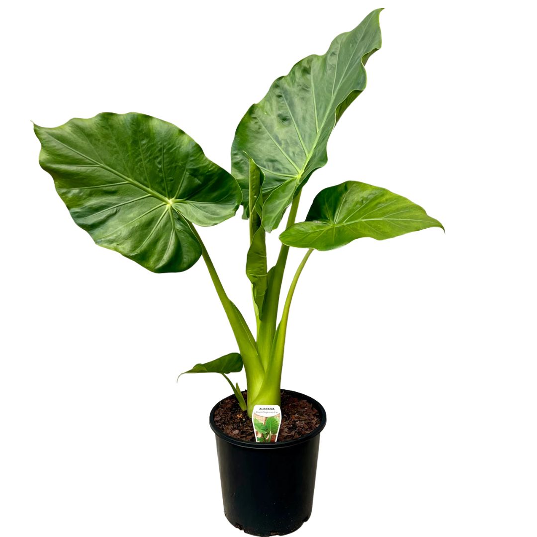 Alocasia Macrorrhiza 300mm.