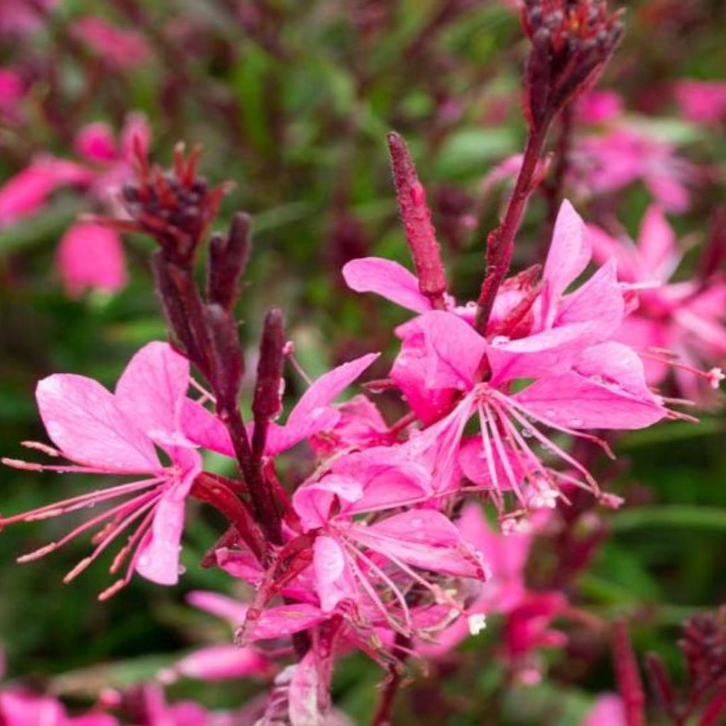 Gaura Belleza Dark Pink 140mm.