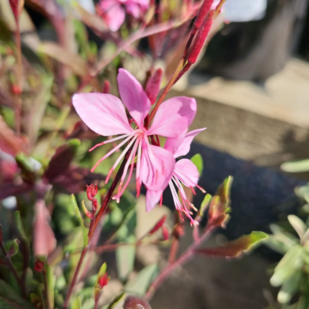 Gaura Belleza Pink 140mm