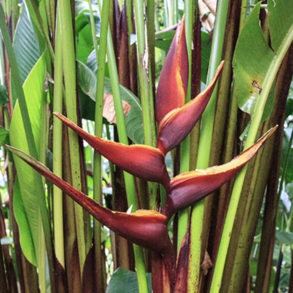 Heliconia Chocolate Dancer 200mm