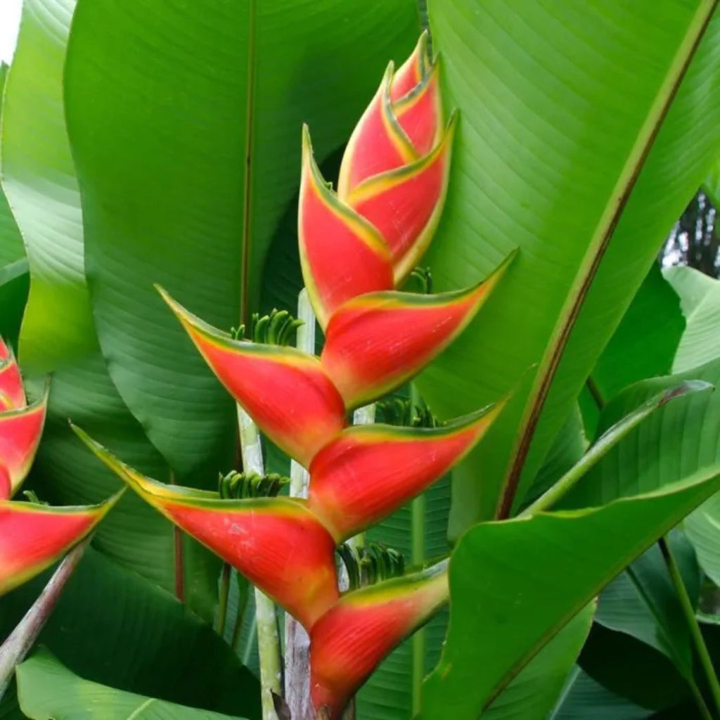 Heliconia Richmond Red 200mm