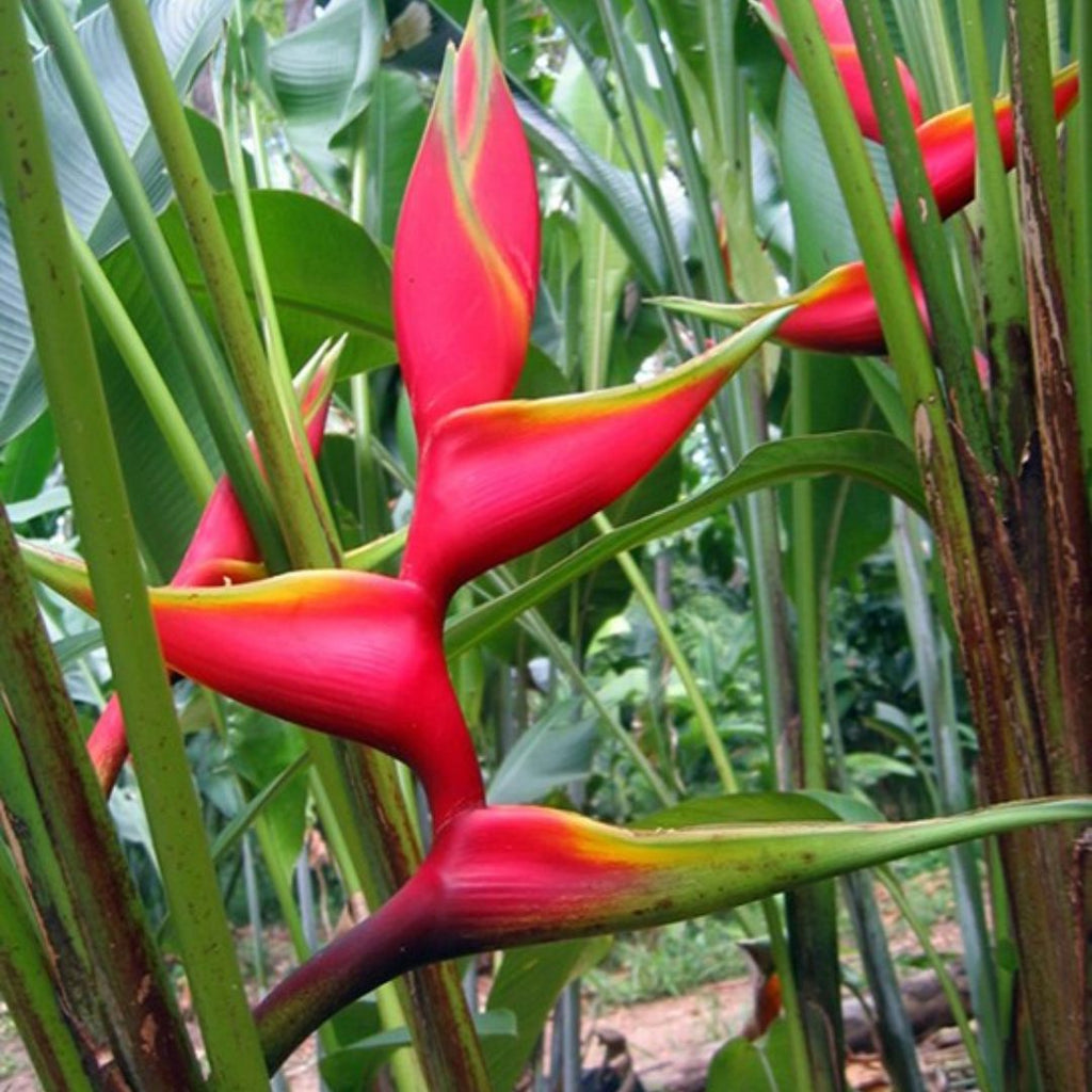 Heliconia Manoa Sunrise 200mm