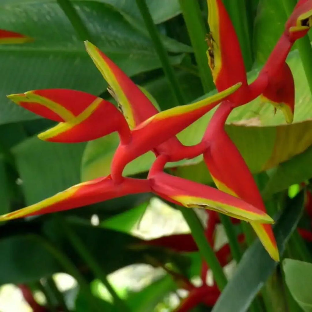 Heliconia Rauliniana 300mm.