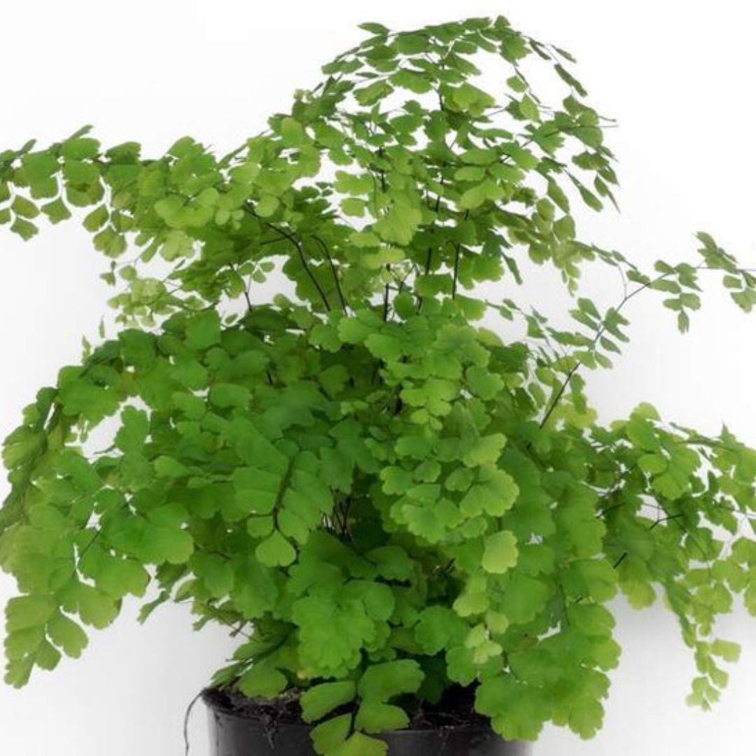 Adiantum Elegans 125mm