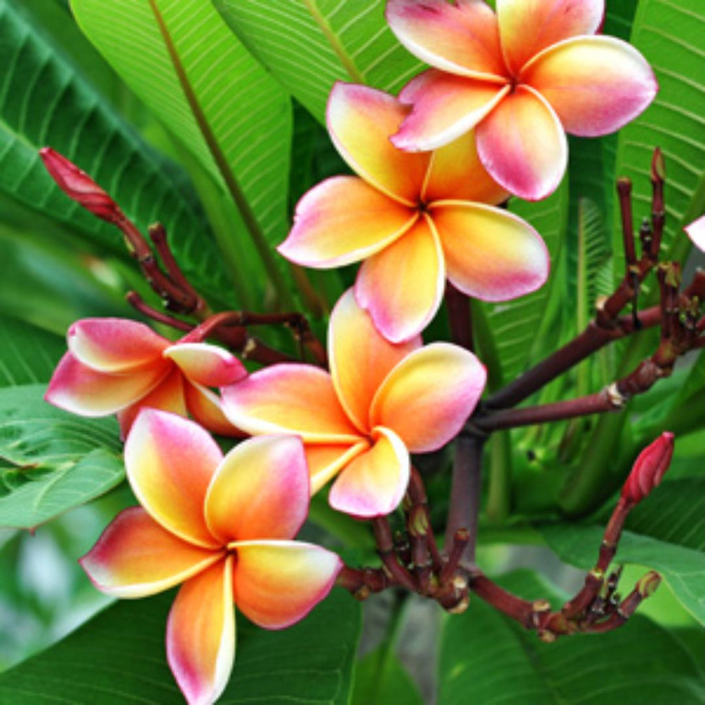 Plumeria Tri Dwarf 200mm