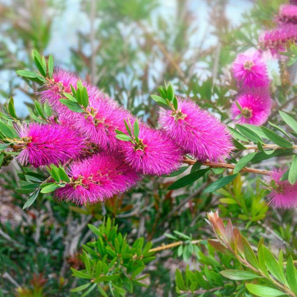 Callistemon Purple Spender 140mm