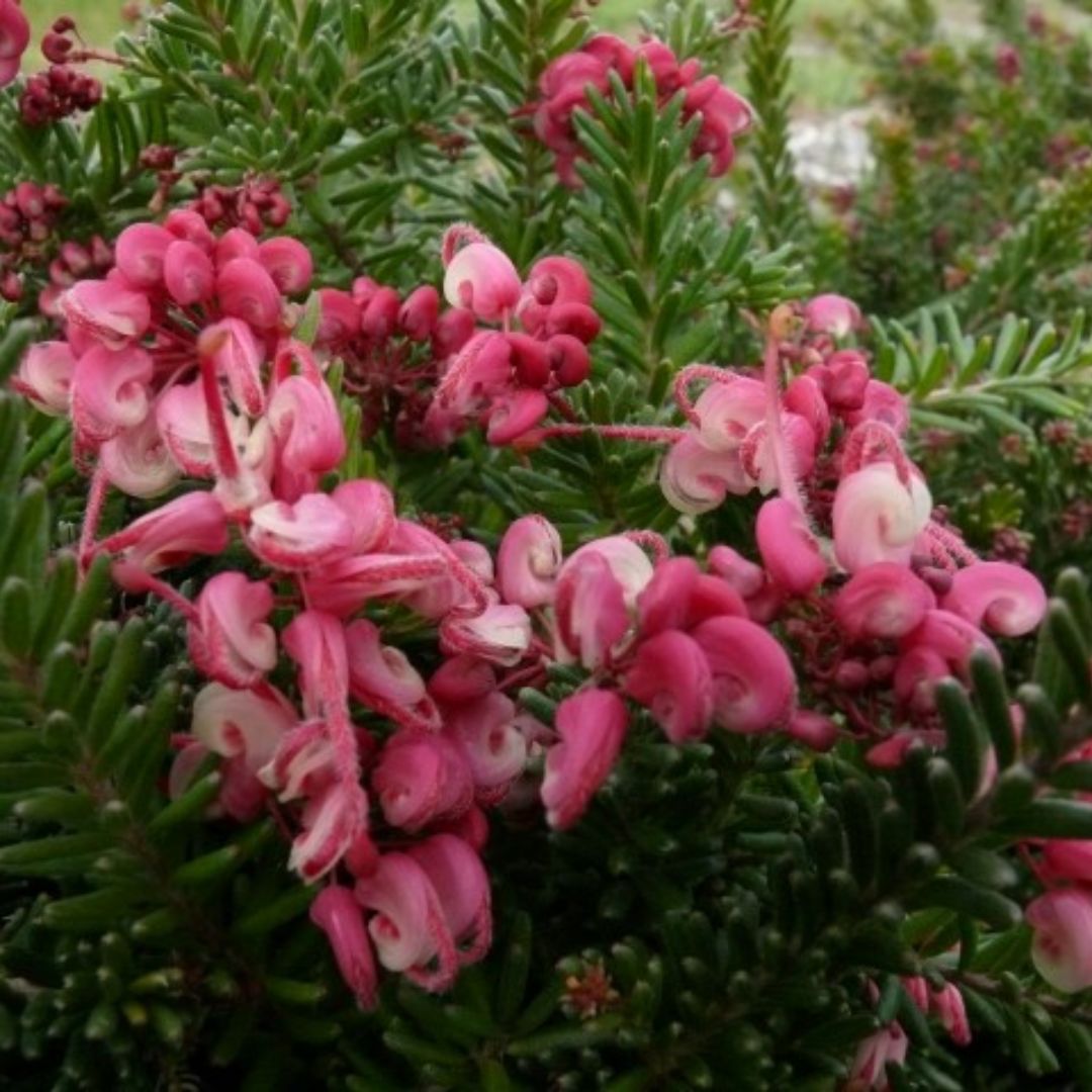 Grevillea Woolly Bear Hero 140mm