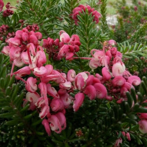 Grevillea Woolly Bear Hero 140mm