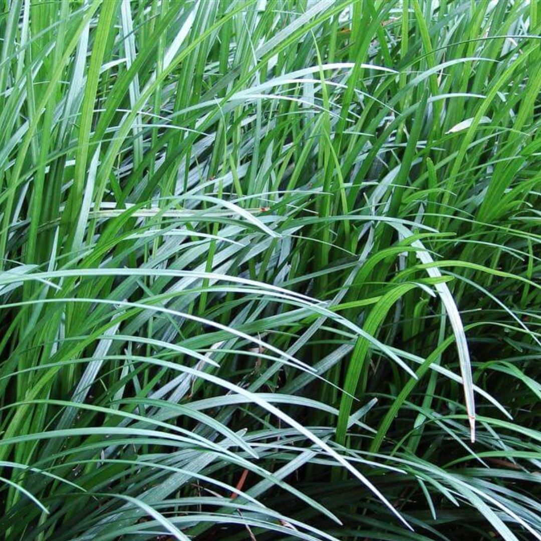 Mondo Grass 100mm