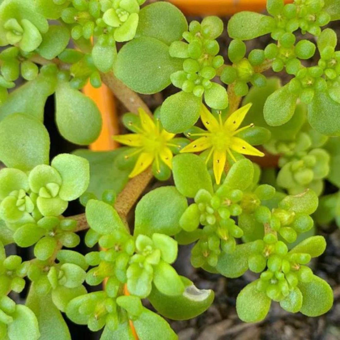 Sedum Green Mound 120mm