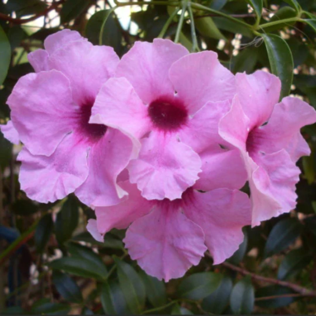 Pandorea Jasminoides Pink Magic 140mm