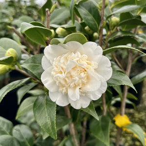 Camellia Japonica Man Size 200mm
