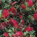 Grevillea Gaudi Chaudi 140mm