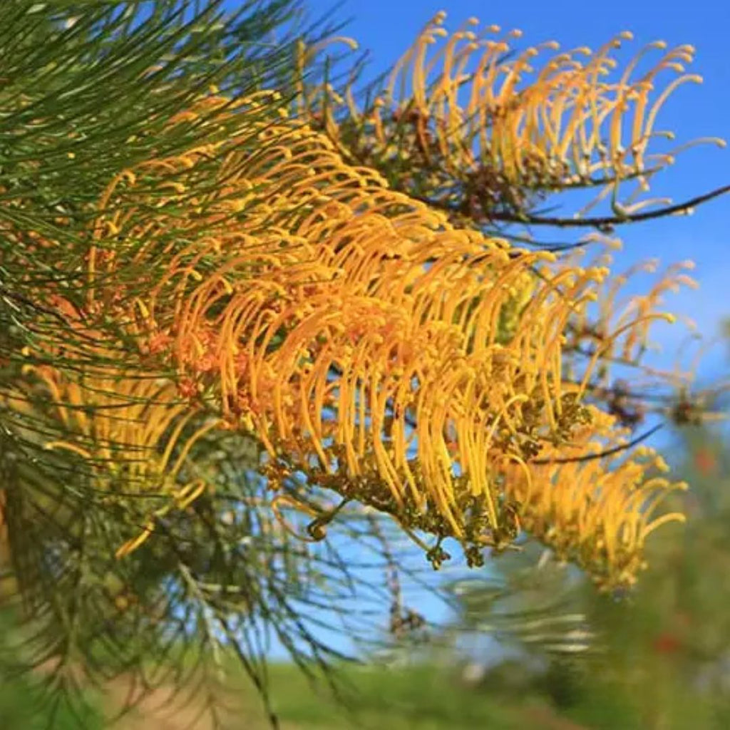 Grevillea Golden Lyre 140mm