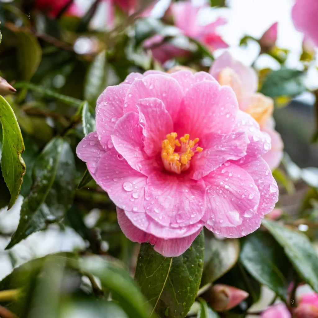 Camellia Plantation Pink 140mm