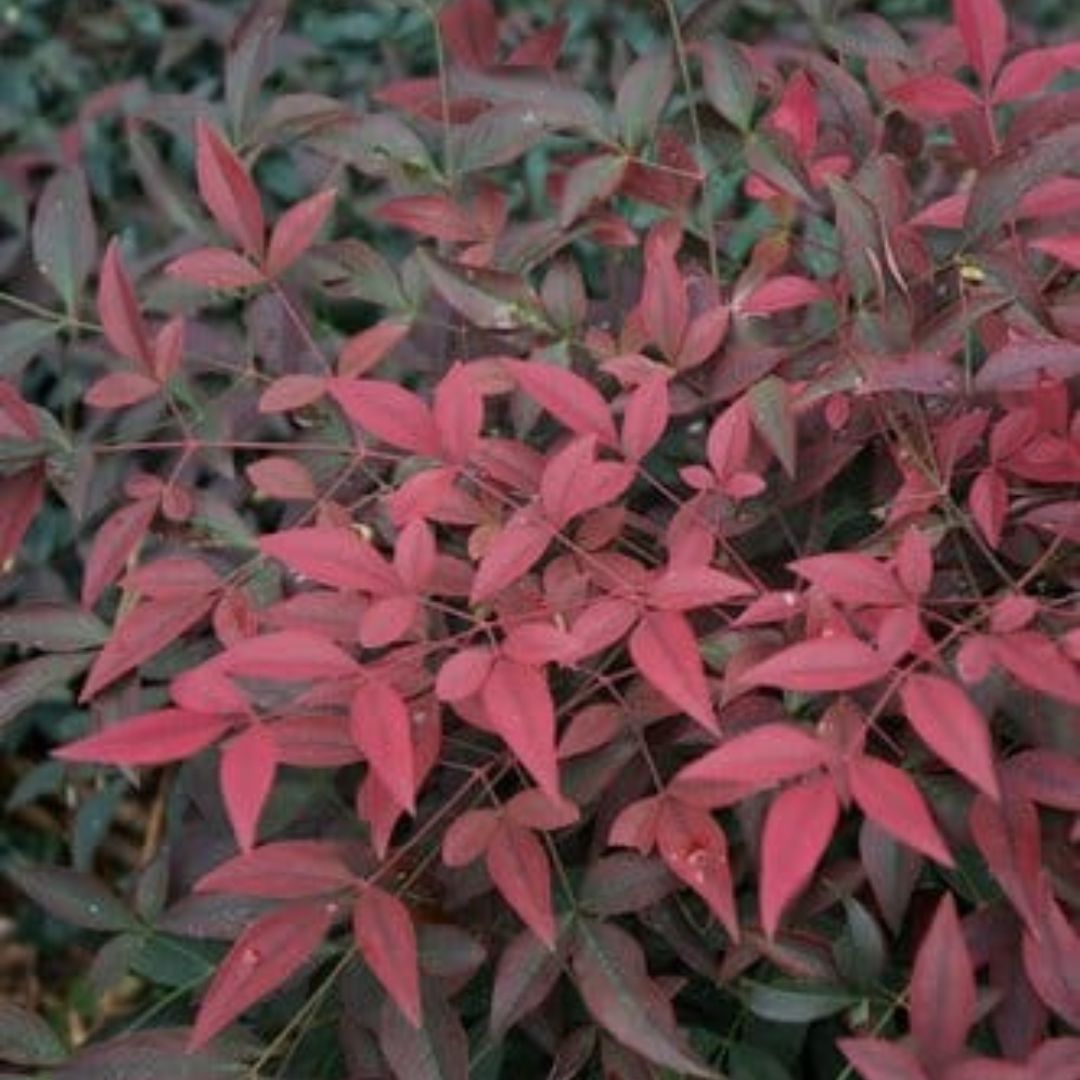 Nandina Flirt 140mm