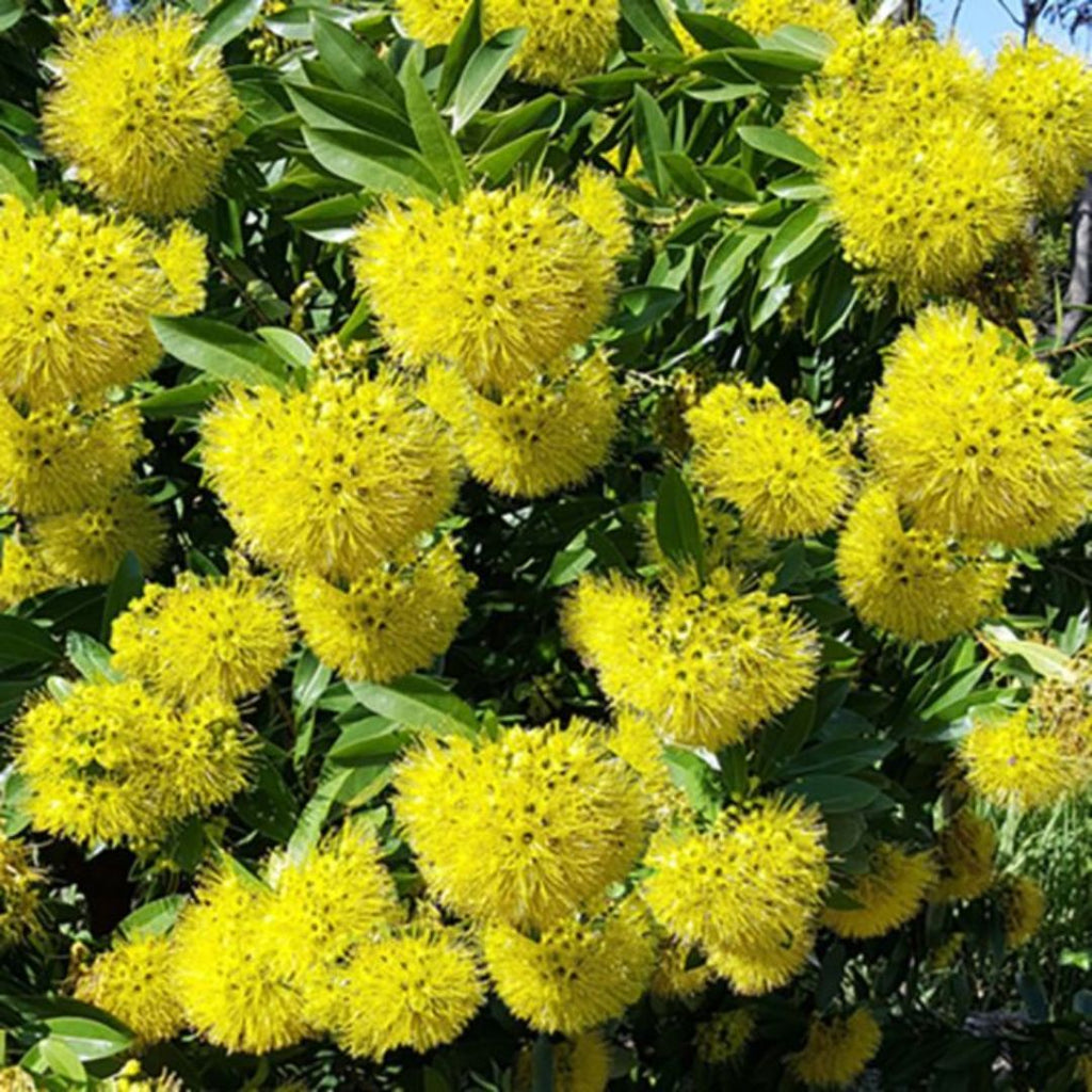 Xanthostemon Golden Penda 140mm