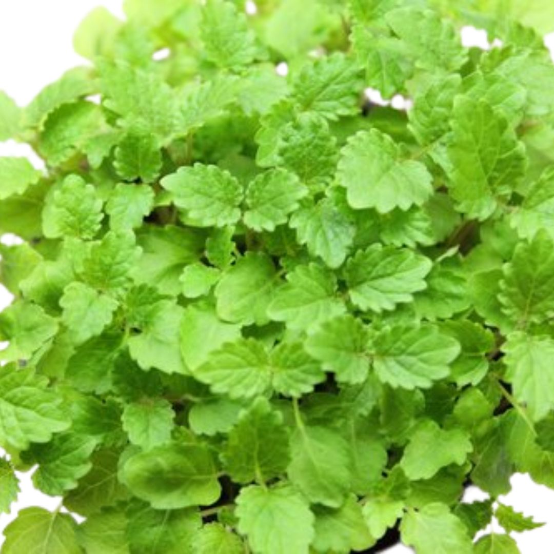 Lemon Balm 100mm – Lumpys Nursery & Landscape Yard