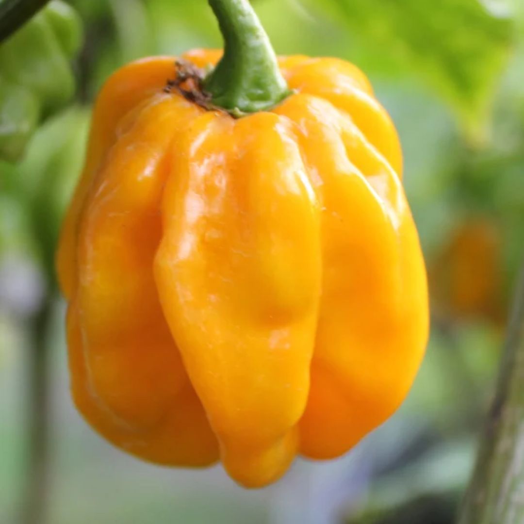 Chilli Habanero Yellow 100mm