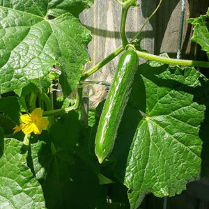 Cucumber Lebanese Punnet