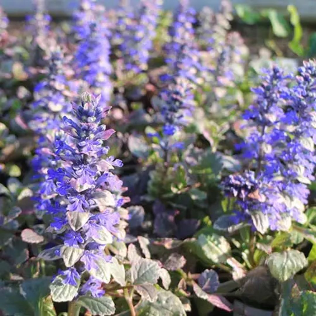 Ajuga Burgundy Glow 130mm