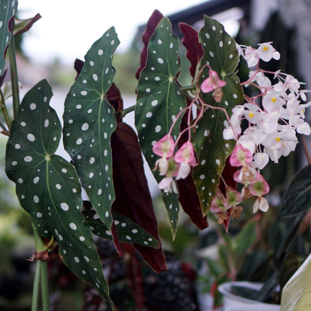 Begonia Maculata 130mm