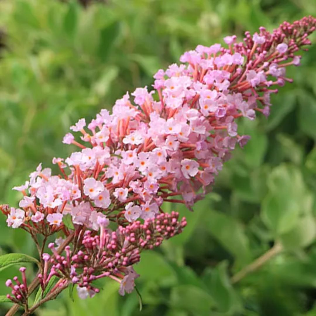 Buddleia Compact Pink 140mm