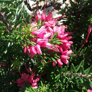 Grevillea Nancy Otzen 140mm