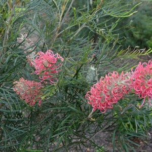 Grevillea Sylvia 140mm