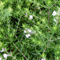 Westringia Fruticosa 140mm