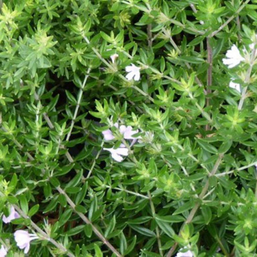 Westringia Fruticosa 140mm