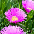 Delospermum Cooperi 140mm