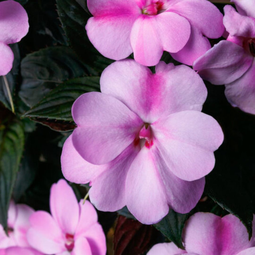 Sun Impatiens Lavender Splash 140mm