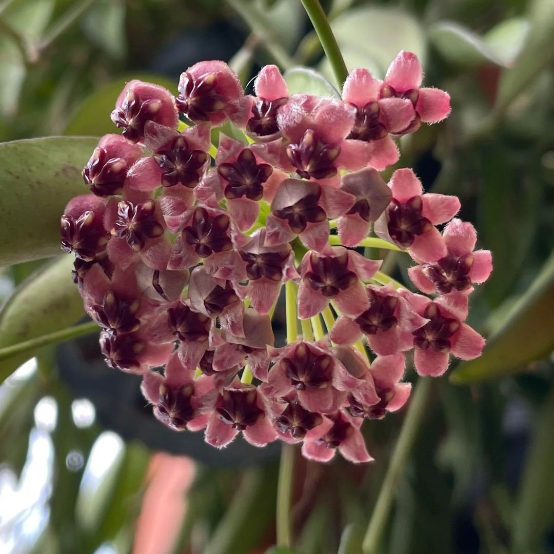 Hoya Wayetii 130mm